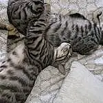 Chat, Small To Medium-sized Cats, Felidae, Egyptian Mau, Bengal, Chat tigré, European Shorthair, Carnivore, American Shorthair, Dragon Li, Ocicat, Moustaches, Asiatique, Chatons, Pixie-bob, Toyger, Poil, Domestic Short-haired Cat