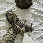 Chat, Felidae, Small To Medium-sized Cats, Chat tigré, Carnivore, Dragon Li, European Shorthair, Egyptian Mau, Chatons, Bengal, Pixie-bob, Queue, Poil, Toyger, Griffe, Moustaches, Domestic Short-haired Cat, Ocicat, Sieste, Asiatique