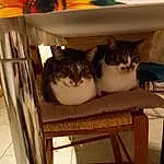 Chat, Felidae, Carnivore, Bois, Small To Medium-sized Cats, Moustaches, Comfort, Faon, Hardwood, Table, Pet Supply, Cat Supply, Poil, Domestic Short-haired Cat, Queue, Room, Shelving, Box