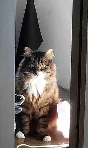 Nom Maine Coon Chat Sumo