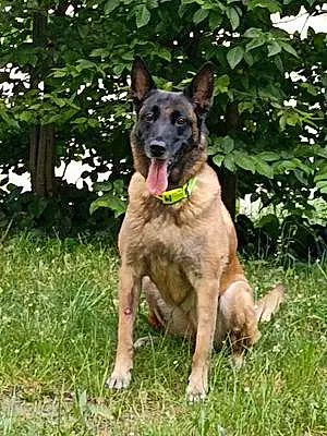 Berger Malinois Chien Easy