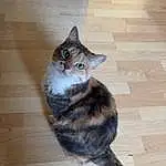 Chat, Felidae, Bois, Carnivore, Grey, Small To Medium-sized Cats, Moustaches, Faon, Hardwood, Queue, Museau, Laminate Flooring, Wood Stain, Wood Flooring, Poil, Domestic Short-haired Cat, Patte, Terrestrial Animal