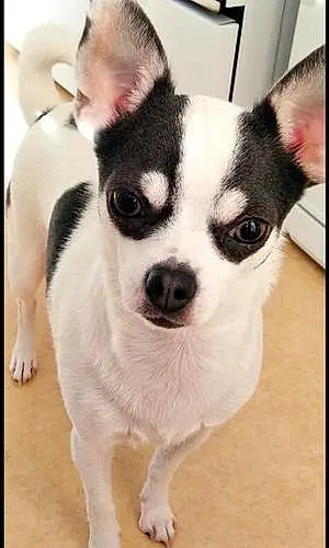 Nom Chihuahua Chien Olia