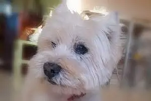 Nom West Highland White Terrier Chien Azzaro