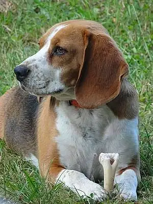 Beagle-harrier Chien Oskar