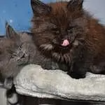 Chat, Carnivore, Grey, Felidae, Faon, Moustaches, Small To Medium-sized Cats, Museau, Queue, British Longhair, Comfort, Poil, Domestic Short-haired Cat, Griffe, Patte, Chartreux, Box, Cat Supply, Terrestrial Animal