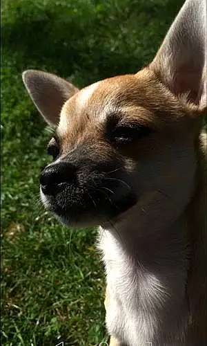 Chihuahua Chien Nala