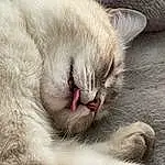 Chat, Carnivore, Felidae, Grey, Comfort, Fang, Moustaches, Small To Medium-sized Cats, Museau, Terrestrial Animal, Close-up, Poil, Patte, Domestic Short-haired Cat, Bâillement, Sieste