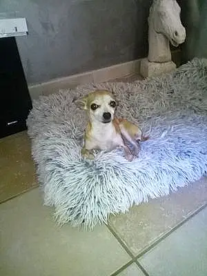 Nom Chihuahua Chien Mini
