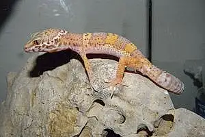 Nom Geko Gecko