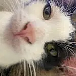Nez, Head, Chat, Eyebrow, Yeux, Felidae, Carnivore, Oreille, Small To Medium-sized Cats, Iris, Moustaches, Museau, Eyelash, Close-up, Poil, Domestic Short-haired Cat, Patte, Photography