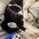 Chat, Joystick, Photograph, Game Controller, Blanc, Input Device, Black, Peripheral, Comfort, Carnivore, Felidae, Video Game Console, Gadget, Chien de compagnie, Moustaches, Small To Medium-sized Cats, Electronic Instrument, Video Game Accessory, Electronic Device