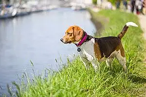 Nom Beagle-harrier Chien Hizzy