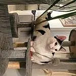 Chat, Felidae, Carnivore, Small To Medium-sized Cats, Moustaches, Faon, Museau, Queue, Poil, Domestic Short-haired Cat, Automotive Tire, Mechanical Fan, Automotive Design, Vrouumm, Metal, Room, Cardboard, Patte