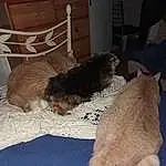 Chien, Comfort, Carnivore, Race de chien, Felidae, Chien de compagnie, Small To Medium-sized Cats, Queue, Pet Supply, Bois, Poil, Hardwood, Room, Chat, Liver, Analog Television