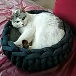 Chat, Comfort, Carnivore, Felidae, Moustaches, Small To Medium-sized Cats, Pet Supply, Cat Supply, Museau, Cat Bed, Queue, Patte, Domestic Short-haired Cat, Poil, Basket, Linens, Cat Furniture, Circle, Terrestrial Animal