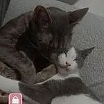 Chat, Felidae, Carnivore, Gesture, Grey, Small To Medium-sized Cats, Moustaches, Gadget, Museau, Electronic Device, Font, LÃ©gende de la photo, Domestic Short-haired Cat, Output Device, Poil, Patte, Box, Multimedia, Screenshot, Comfort