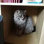 Chat, Felidae, Carnivore, Shelf, Small To Medium-sized Cats, Moustaches, Shelving, Poil, Box, Maine Coon, Publication, Queue, Terrestrial Animal, Room, British Longhair, Patte, Digital Video Recorder, Hardwood, Ragdoll