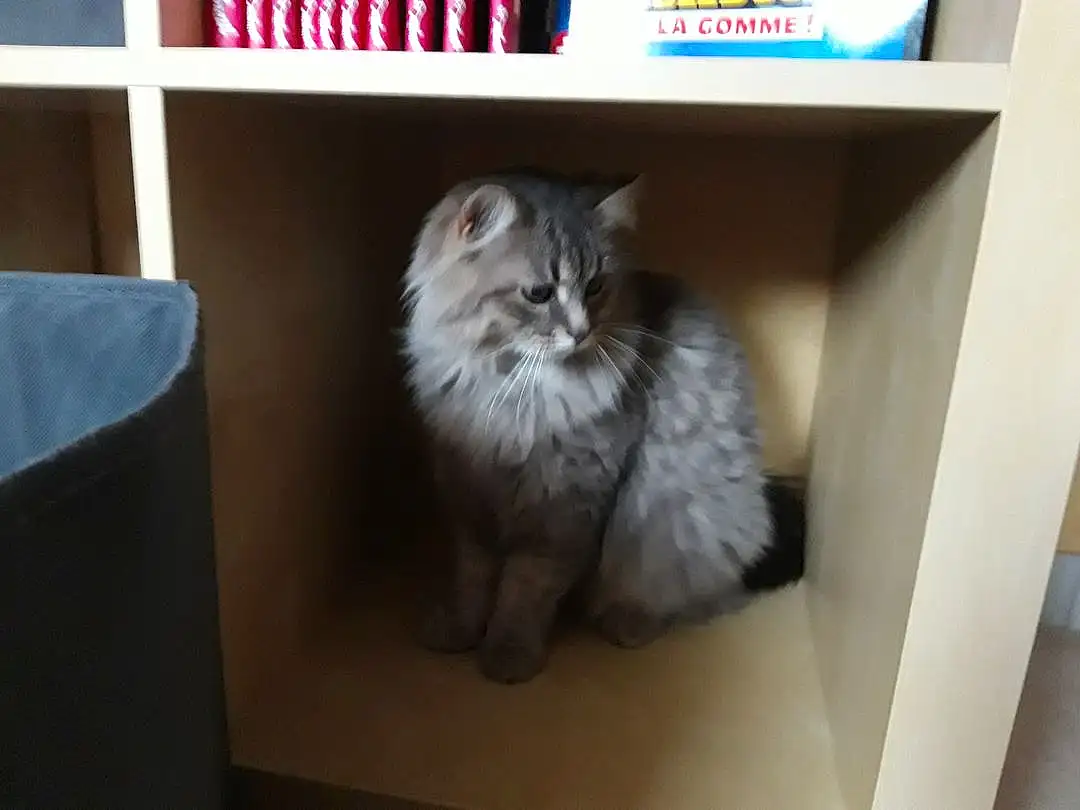 Chat, Felidae, Carnivore, Shelf, Small To Medium-sized Cats, Moustaches, Shelving, Poil, Box, Maine Coon, Publication, Queue, Terrestrial Animal, Room, British Longhair, Patte, Digital Video Recorder, Hardwood, Ragdoll