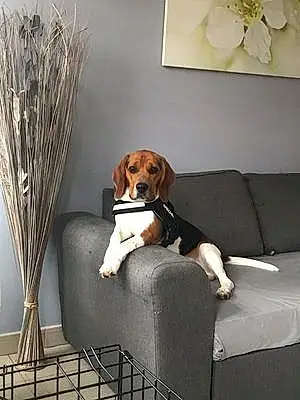 Nom Beagle Chien Oskar