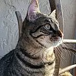 Chat, Moustaches, Small To Medium-sized Cats, Felidae, Chat tigré, Domestic Short-haired Cat, Dragon Li, European Shorthair, Carnivore, American Shorthair, Asiatique, Californian Spangled, Museau, American Wirehair, Yeux, Egyptian Mau, Ocicat, Sokoke
