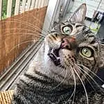 Chat, Moustaches, Small To Medium-sized Cats, Chat tigré, Felidae, European Shorthair, Dragon Li, Domestic Short-haired Cat, American Shorthair, Museau, Carnivore, Toyger, Yeux, Asiatique, Close-up, Poil, Pixie-bob, American Wirehair