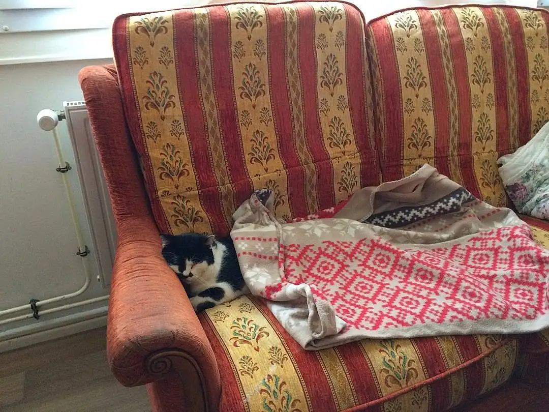 Brown, Comfort, Textile, Bois, Chat, Interior Design, Carnivore, Living Room, Couch, Hardwood, Linens, Chair, Felidae, Pattern, Magenta, Room, Small To Medium-sized Cats, Rectangle