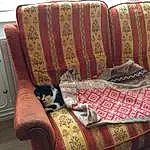 Brown, Comfort, Textile, Bois, Chat, Interior Design, Carnivore, Living Room, Couch, Hardwood, Linens, Chair, Felidae, Pattern, Magenta, Room, Small To Medium-sized Cats, Rectangle