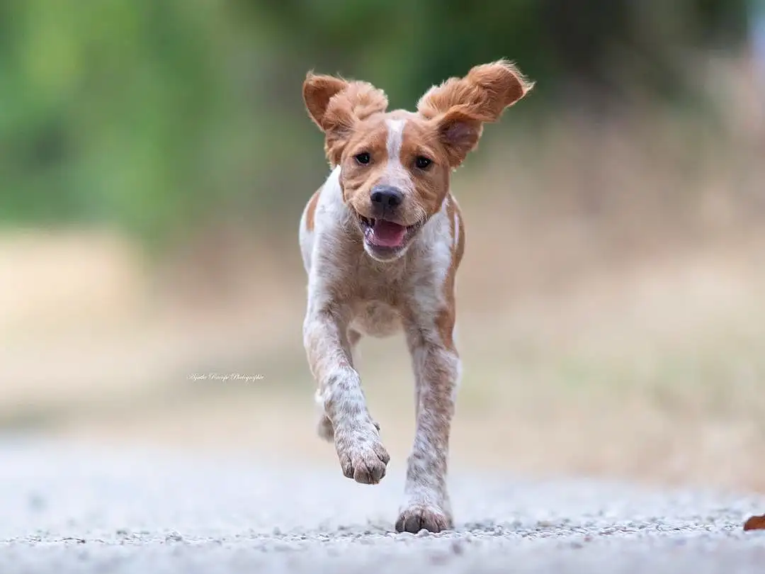 Chien, Race de chien, Canidae, Carnivore, Chien de compagnie, Brittany, Hunting Dog, Chiots, Jumping, Pointer, KromfohrlÃ¤nder