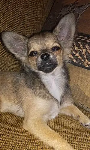 Nom Chihuahua Chien Madison