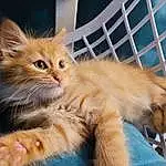 Chat, Felidae, Carnivore, Small To Medium-sized Cats, Moustaches, Faon, Comfort, Museau, Queue, Patte, Poil, Griffe, Domestic Short-haired Cat, Terrestrial Animal, Sieste, FenÃªtre, Foot, Assis