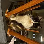 Chat, Bois, Carnivore, Felidae, Small To Medium-sized Cats, Moustaches, Natural Material, Queue, Poil, Collar, Hardwood