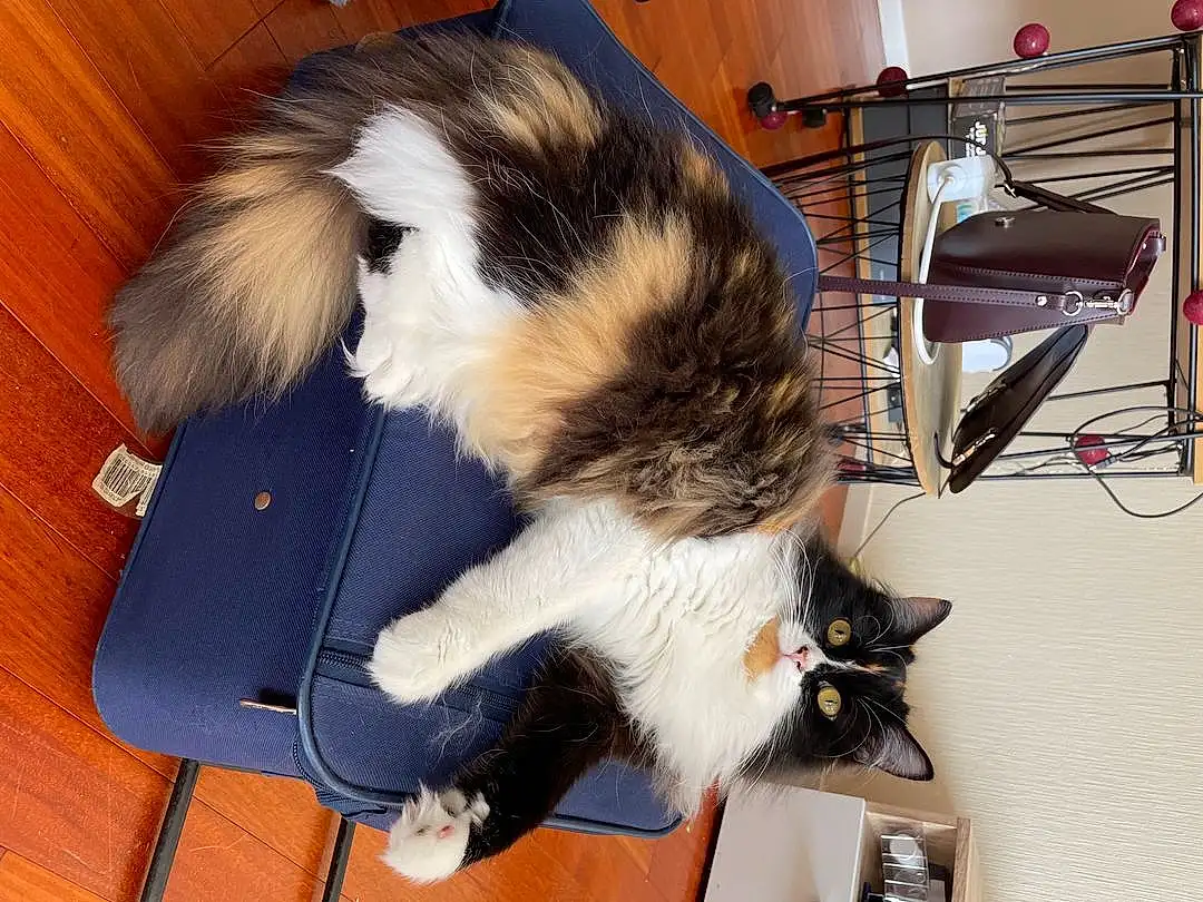 Chat, Felidae, Carnivore, Small To Medium-sized Cats, Moustaches, Comfort, Lap, Queue, Bag, Chien de compagnie, Luggage And Bags, Race de chien, Poil, Domestic Short-haired Cat, Griffe, Canidae, Hardwood, Patte