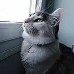 Chat, FenÃªtre, Felidae, Small To Medium-sized Cats, Carnivore, Door, Grey, Moustaches, Museau, Poil, Domestic Short-haired Cat, Queue, Terrestrial Animal, Patte