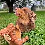 Chien, Race de chien, Carnivore, Liver, Herbe, Plante, Chien de compagnie, Working Animal, Épagneul, Arbre, Terrestrial Animal, Retriever, Cocker Spaniel, Patte, Pointing Breed, Chien de chasse, Canidae, Poil, Hunting Dog