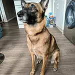 Chien, Race de chien, Laundry Room, Carnivore, Faon, Chien de compagnie, Working Animal, Museau, Clothes Dryer, Washing Machine, Berger allemand, Poil, Dog Supply, Herding Dog, Collar, Canidae, Home Appliance, Pet Supply