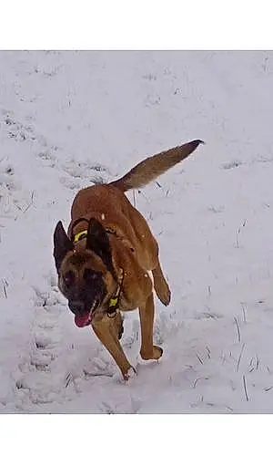 Nom Berger Malinois Chien Pacco