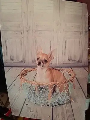 Nom Chihuahua Chien Pakito