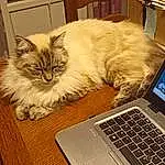 Computer, Laptop, Personal Computer, Chat, Touchpad, Netbook, Output Device, Input Device, Felidae, Space Bar, Carnivore, Moustaches, Small To Medium-sized Cats, Peripheral, Office Equipment, Gadget, Computer Hardware, Portable Communications Device, Flat Panel Display, Hardwood