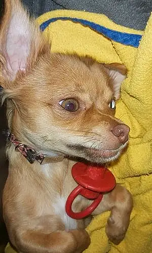 Nom Chihuahua Chien Lizzie