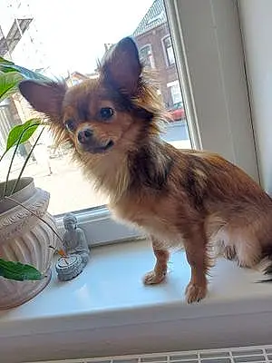 Nom Chihuahua Chien Shanna