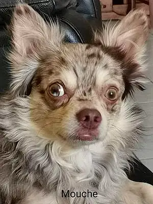 Nom Chihuahua Chien Mouche
