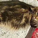 Chat, Felidae, Carnivore, Faon, Small To Medium-sized Cats, Moustaches, Museau, Terrestrial Animal, Queue, Poil, Domestic Short-haired Cat, Patte, Griffe, Maine Coon, British Longhair