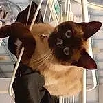 Chat, Felidae, Small To Medium-sized Cats, Carnivore, Moustaches, Faon, Siamois, Balinais, Thai, Race de chien, Museau, Chien de compagnie, Poil, Tonkinese, Domestic Short-haired Cat, Queue, Working Animal, Collar, Metal
