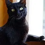 Chat, Felidae, FenÃªtre, Carnivore, Small To Medium-sized Cats, Iris, Grey, Moustaches, Museau, Chats noirs, Bombay, Domestic Short-haired Cat, Queue, Poil, Terrestrial Animal, Havana Brown