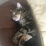 Chat, Small To Medium-sized Cats, Moustaches, Felidae, Chat tigrÃ©, European Shorthair, Domestic Short-haired Cat, Yeux, Poil, Carnivore, Sieste, American Shorthair, Dragon Li, Chatons, Asiatique, Comfort, Jambe, Sleep, Queue, Egyptian Mau