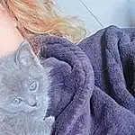 Chat, Felidae, Carnivore, Sleeve, Small To Medium-sized Cats, Purple, Grey, Comfort, Moustaches, Bleu russe, Museau, Electric Blue, Poil, Domestic Short-haired Cat, Denim, Queue, Magenta, Pattern, Linens, Woven Fabric