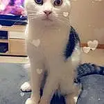 Chat, Small To Medium-sized Cats, Felidae, Moustaches, Chat de l’Egée, Domestic Short-haired Cat, Peau, Carnivore, Yeux, American Wirehair, Polydactyl Cat, Chatons, European Shorthair, Patte, Museau, Queue, Ojos Azules, Asiatique, Japanese Bobtail