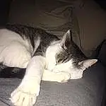 Chat, Small To Medium-sized Cats, Felidae, Moustaches, Nez, Sieste, Sleep, Jambe, Carnivore, Yeux, Poil, Domestic Short-haired Cat, Museau, Polydactyl Cat, Queue, Patte, European Shorthair, Chatons, Oreille, Comfort