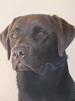 Nom Labrador Chien Puppy
